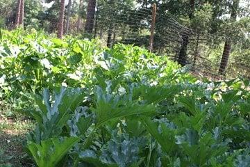 the QMR squash bed