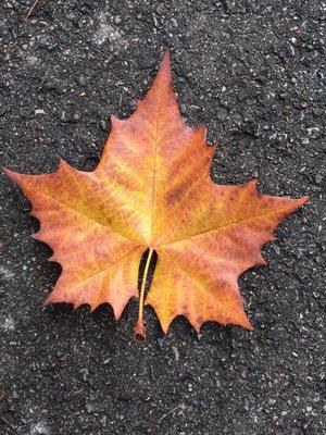 A giant and perfect looking leaf