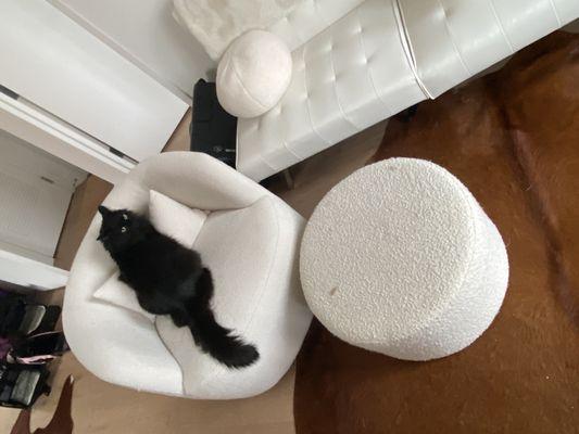 Large living room with kitty playing! (his favorite chair)