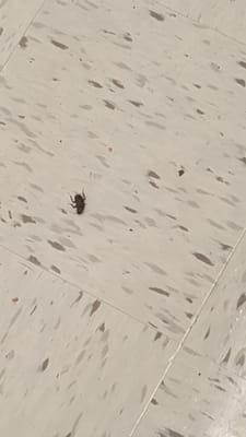 Another reason not to come here. A huge bug in plain sight!