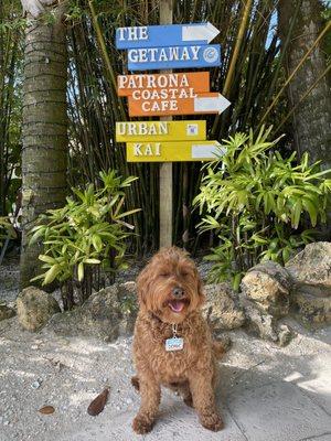 My dog and directional signs for getting to Urban Kai