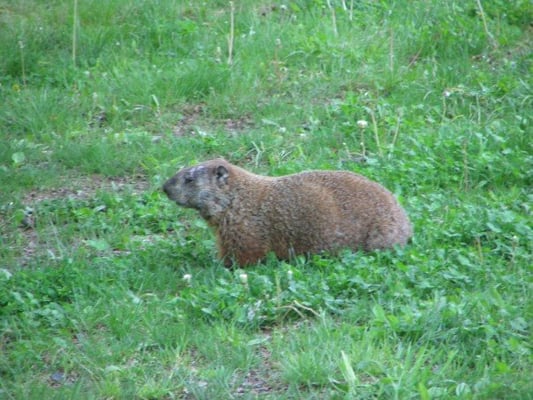 Sycamore Cottage Groundhog