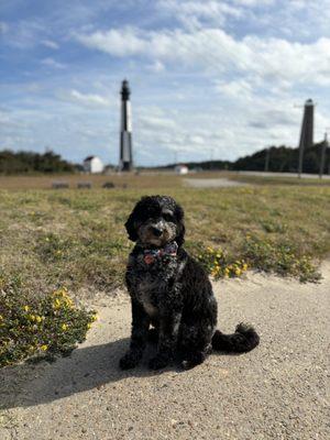 Halfmoon Bay Canine Training