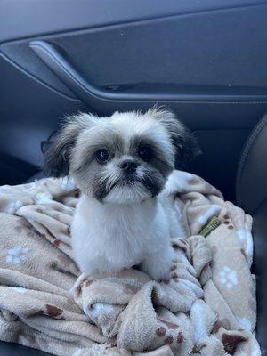 Puppy's first grooming appt