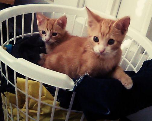 Foster Kittens, now officially my furbabies: Bella Mia & Tigger