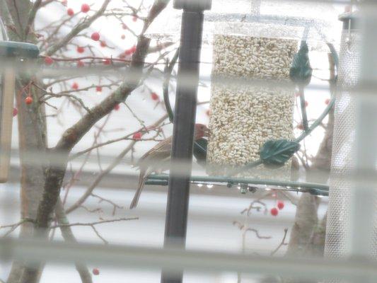 House finch eating safflower seeds (photo taken from inside through blinds)