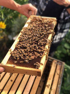 Honey bees in the hive