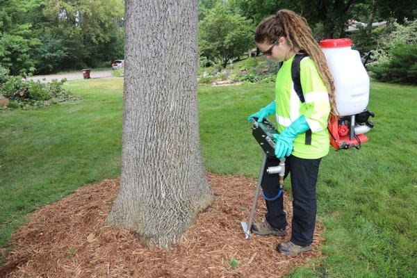 EAB treatment on ash tree