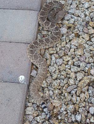 Sun Bathing by the front door - NO NO...