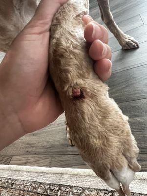 Massive cut left on my dog's paw