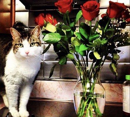 My sweet girl rosie (who I adopted 13 years ago)posing with some roses