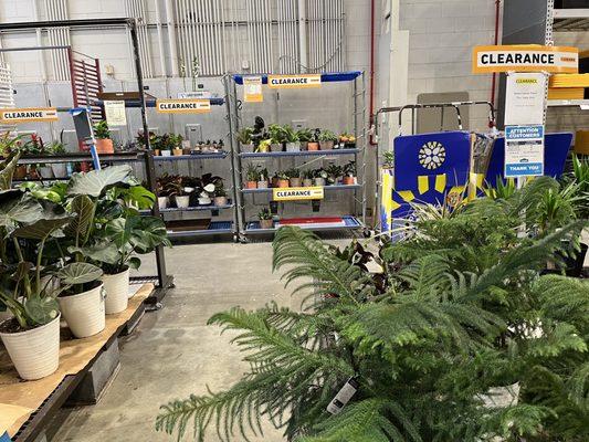 Clearance plants