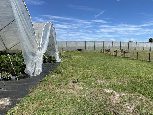 Back of greenhouse, citrus greenhouse and cattle