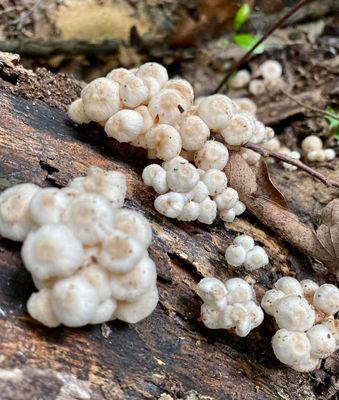 2021 Ft. Worth Nature Center & Refuge, mushrooms