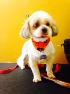 My Bandanna and Leash Match - experienced Groomers do this !!