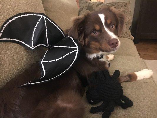 Sophie, our mini Aussie puppy, started training and classes with Karma when she was 8 weeks old. Hard to believe she is almost 6 months old!