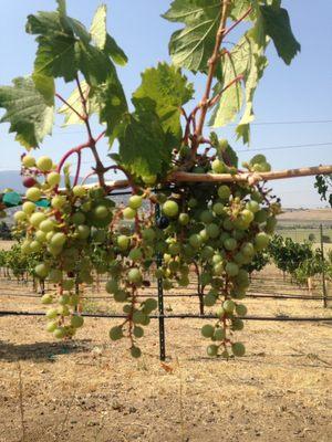 Grapes beginning to ripen