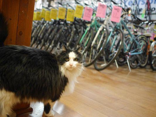 Ellie the shop cat at Ernie's Massillon