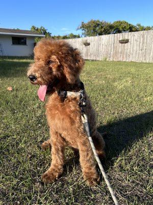 Groomed Dog