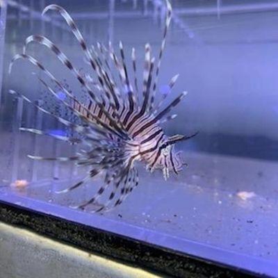 Lionfish