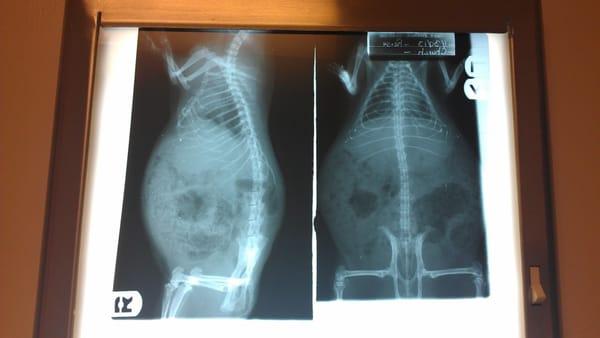 An x-ray of my guinea pig, Reese. The dark spots are gas. Case of the farts.