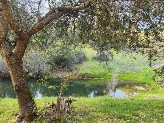 Wine by the pond?