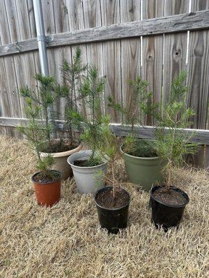 Virginia Pine trees to plant at home