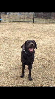 Rico finally taking a break from sprinting around the park to smile at the camera!