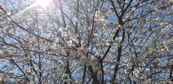 Cherry blossoms..so beautiful!