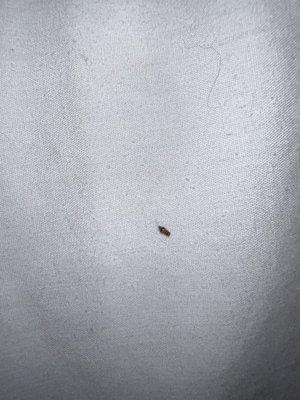 Bug in bed (1 of 2)