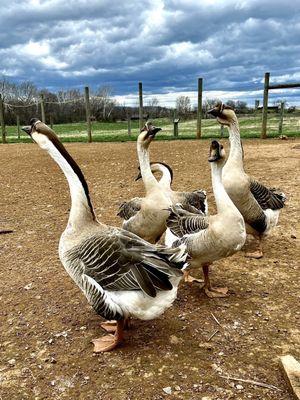 Unique breed of Resident geese