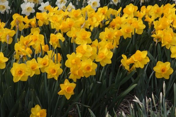 The golden beauty of Narcissus 'Kingham'.