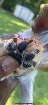 Nail trim completely wrong