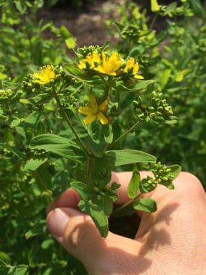 St. John's Wort (Hypericum punctatum)