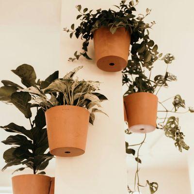 Plants by Deep Rooted Co.