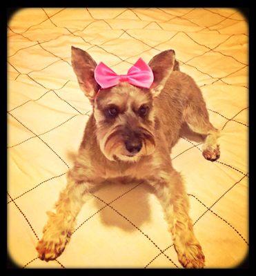 Catalina after her day with Sara. My girlfriend put the bow on her head even though it was around her neck