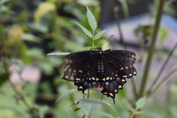 Butterfly Garden