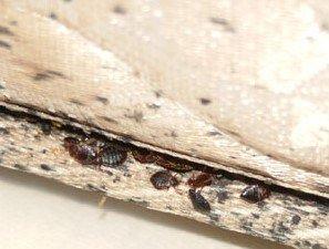 Bedbugs on mattress