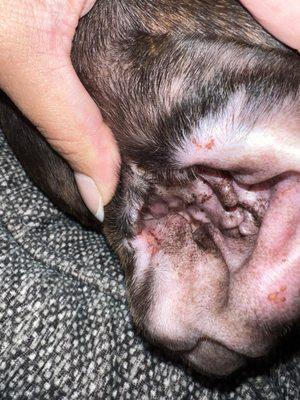 Ear with scabs and cuts all throughout