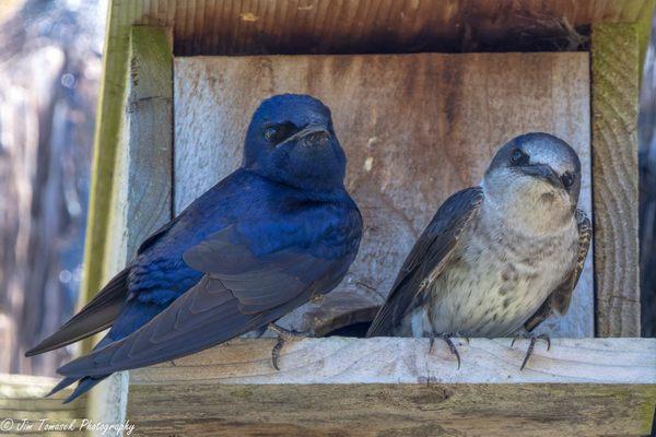 Purple Martins on Vendovi Island May 11 boat trip ANACORTES BIRDING CRUISE TO
 VENDOVI ISLAND PRESERVE