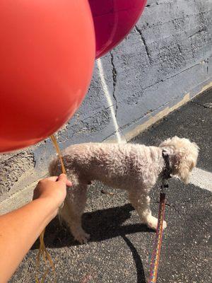 Balloons. Free parking lot. I didn't know my dog has fear of balloons!