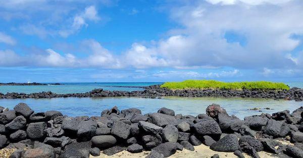 Beach with turtles