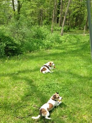 Rawhide after a long hike and swim.