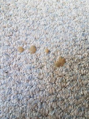 12 months after a 3M Scotchgard® application;  Spilled coffee beads up so it can easily be blotted away without a staining the carpet.