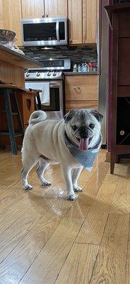 Tug the Pug after a shampoo and comb out - what a smile !!