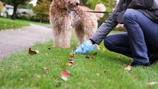 Dirty Work eliminate a dog owner's worst chore