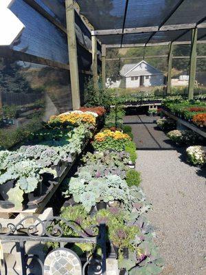 Fall mums cabbage and kale are at SYG !