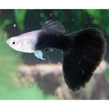 My fish but I could find the picture so I just put a image of what my guppy looks like!