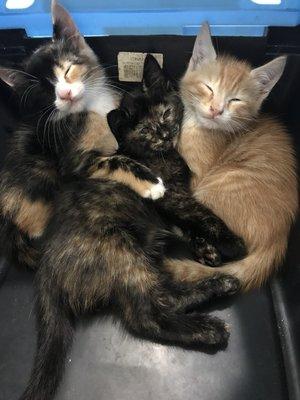 Happy kittens visiting Biscayne Veterinary Center