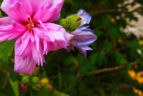 Taken on campus by the greenhouse.